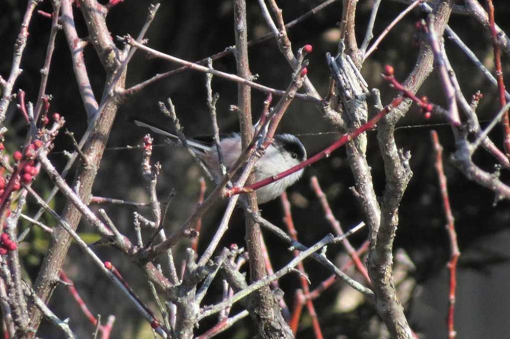 庭の鳥;紅梅メジロ、蜜柑メシロ、ヒヨドリ、エナガ。庭の花;黄色いバラ。 | 大分金太郎の花鳥蝶月 - 楽天ブログ