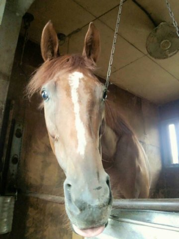 ウィングヴェール