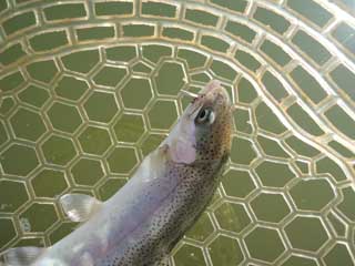 20130512_kawagoe_02.jpg