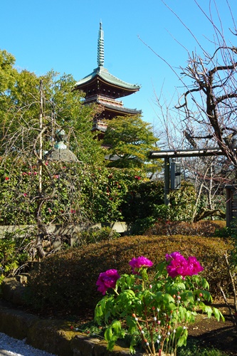 上野東照宮ぼたん苑