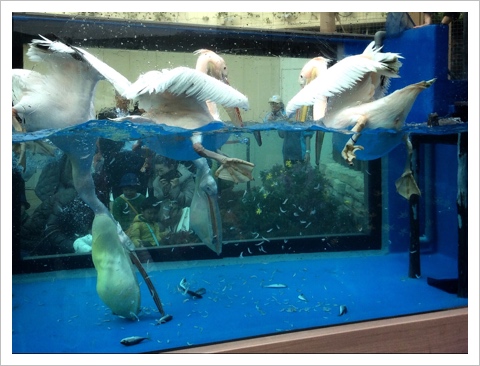 サンシャイン水族館・ペリカン