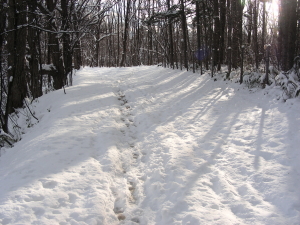 2017-11-20mori6 (1).JPG