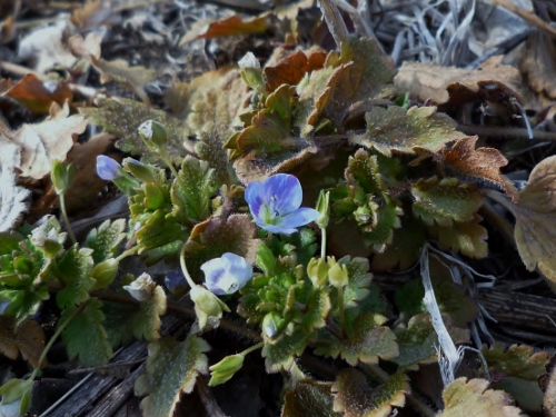 P1140624 (500x375).jpg