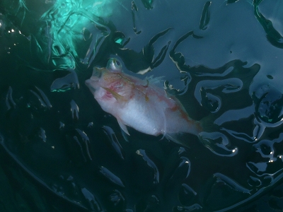 沖縄深海魚採集2013年7月下旬10　イズハナダイ属（Plectranthias）の種