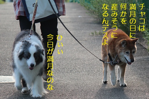 チャコかなんか産む