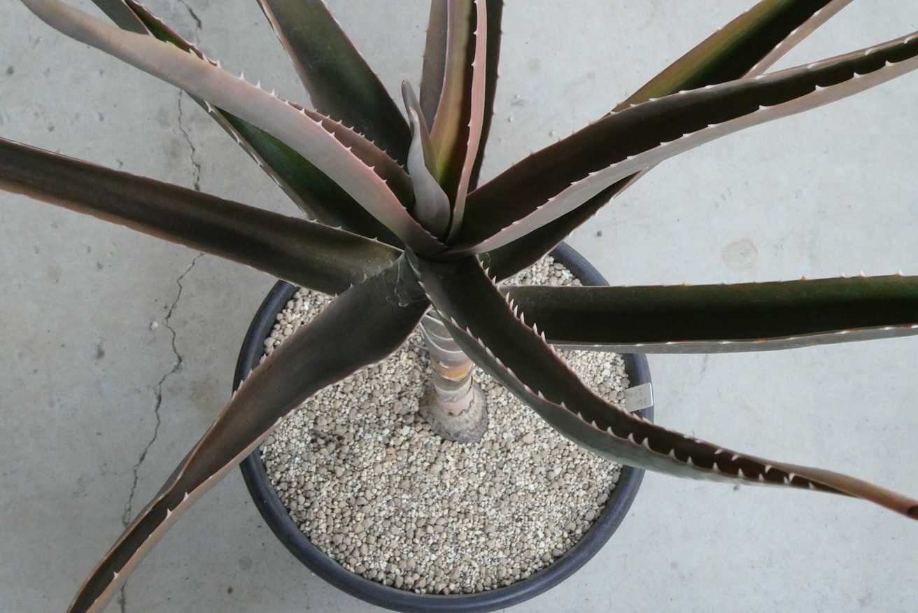 アロエ・バーベラエ(Aloe barberae) | 小平太1098のブログ - 楽天ブログ