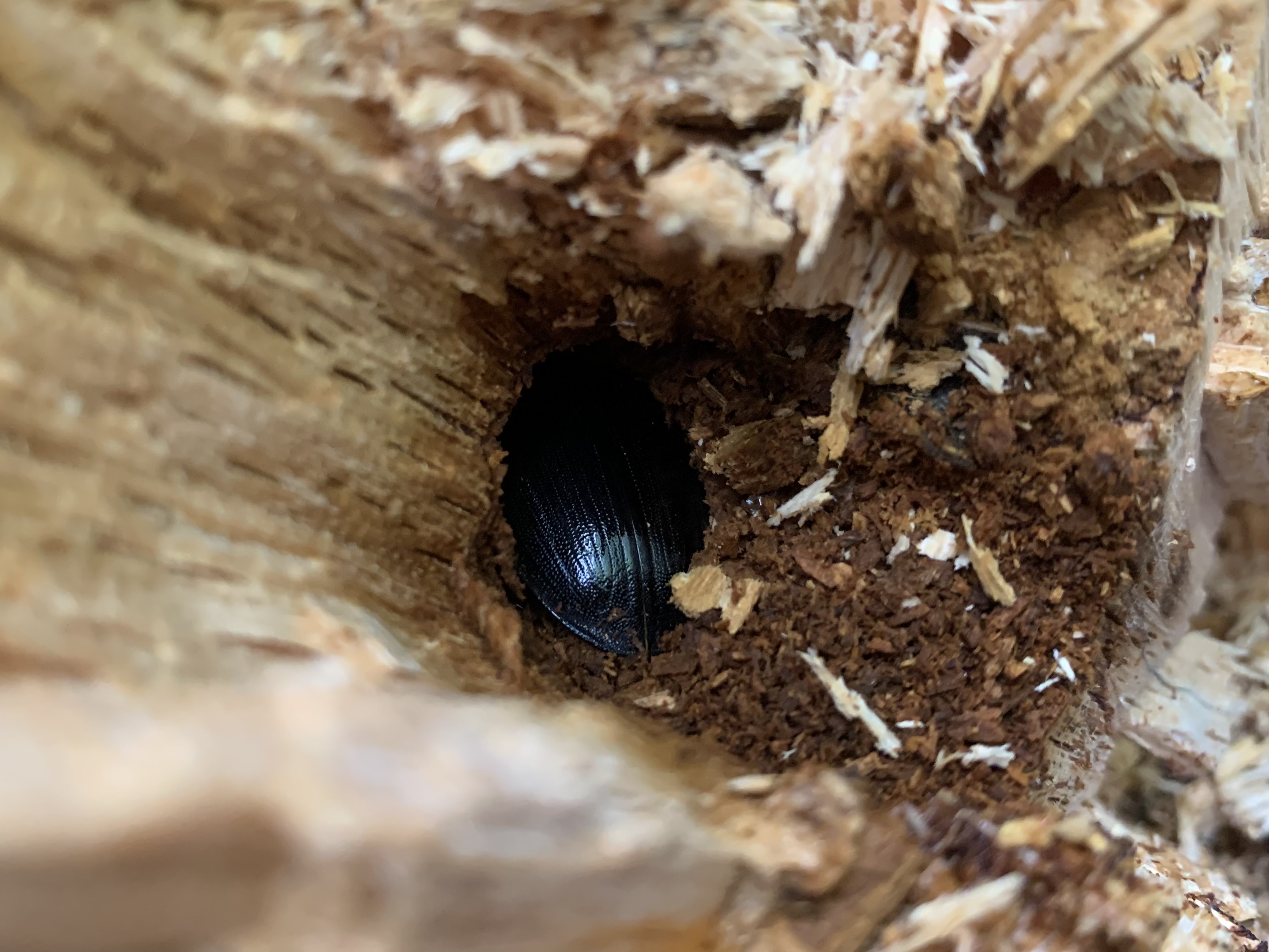 天然（材採集）オオクワガタ 三令幼虫♂♀ペア』希少産地3