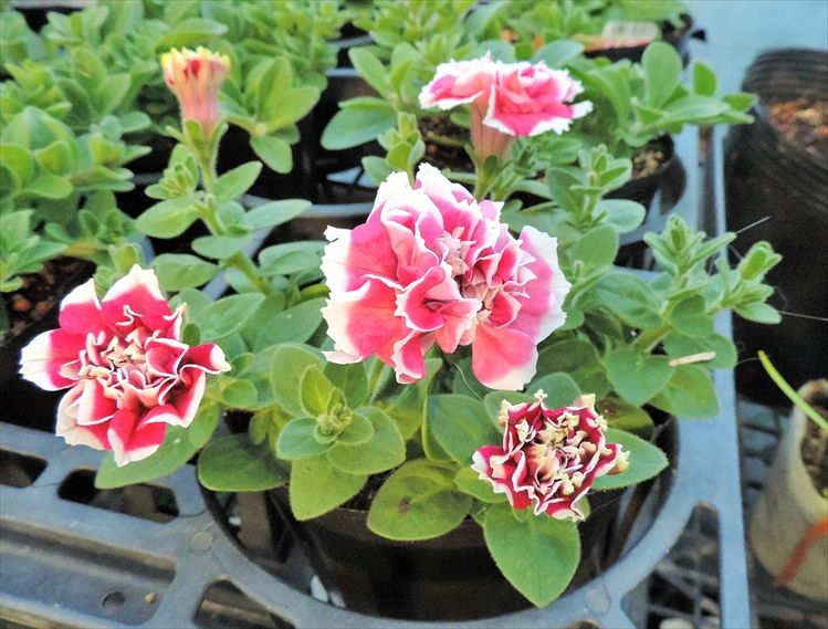 八重咲きペチュニア 花衣 紅水晶 田舎の花屋日記 楽天ブログ