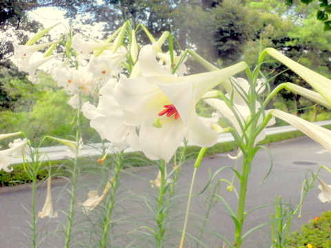 歩道花壇のタカサゴユリ