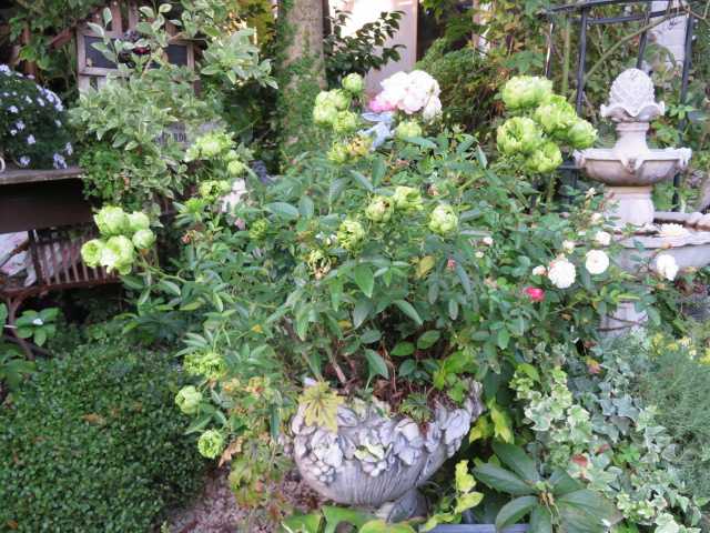 秋を迎えた圧巻のスモークツリーと姫リンゴ 今日の秋バラ ばぁばの薔薇の花園 楽天ブログ