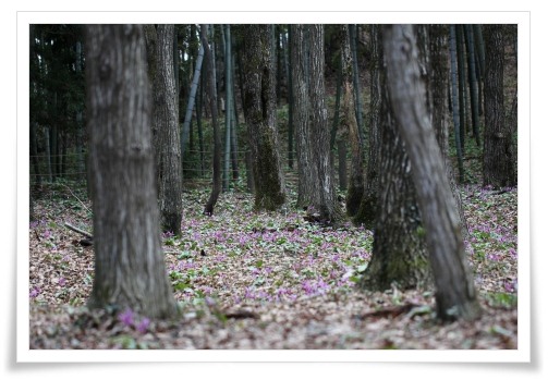 平栗-5 群生-1 13.4.13