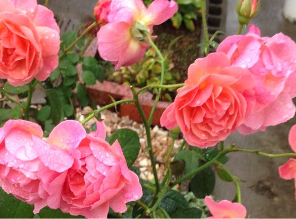 rblog-20161008192140-01.jpg