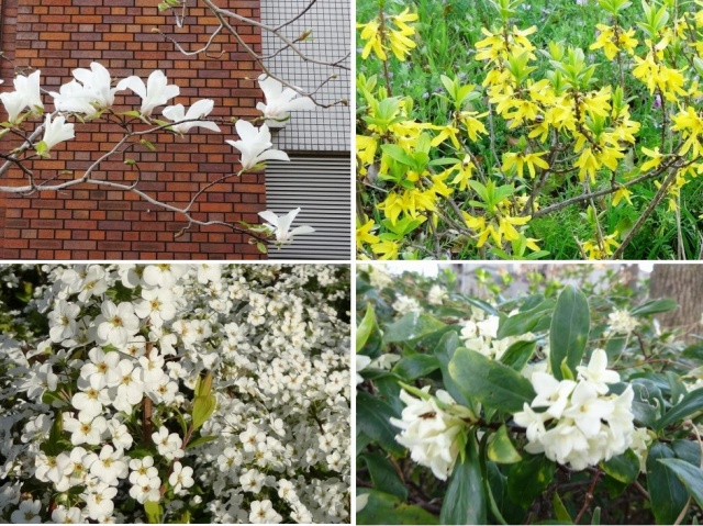 160331flowers.jpg