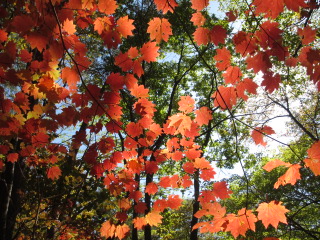 軽井沢野鳥の森紅葉.JPG