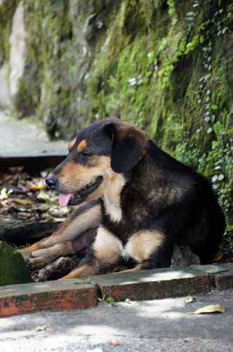 犬もいますｗ