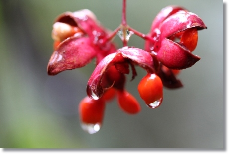 実家の庭で-6 ツリバナ-2 13.11.8