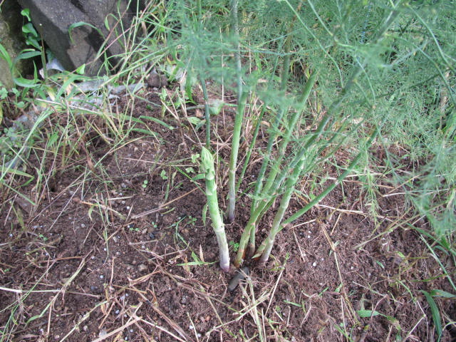 アスパラガスの芽