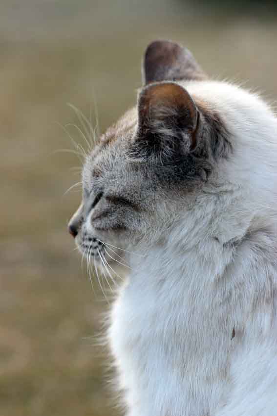 我が家のニャンコ♪2013/12/23-2