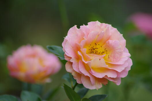 日比谷公園の秋薔薇