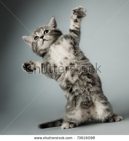 stock-photo-fluffy-gray-beautiful-kitten-breed-scottish-straight-play-upright-on-grey-blue-background-73616098.jpg