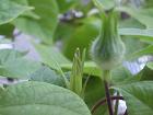 2012年９月15日の膨らみつつある朝顔の蕾