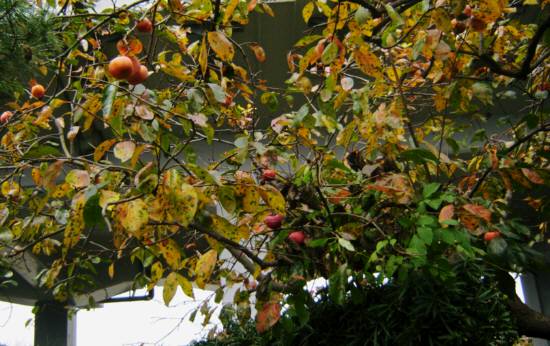 柿の木.JPG