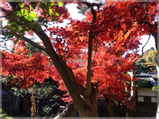 三渓園・臨春閣裏庭の紅葉