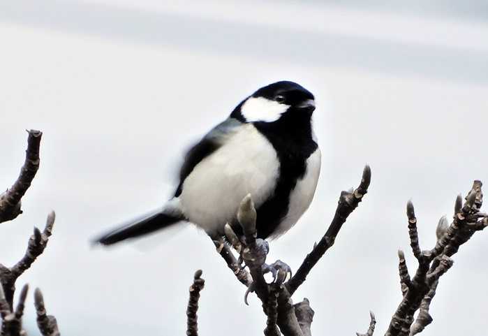 シジュウカラ23