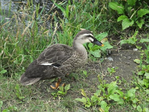 小池公園にて