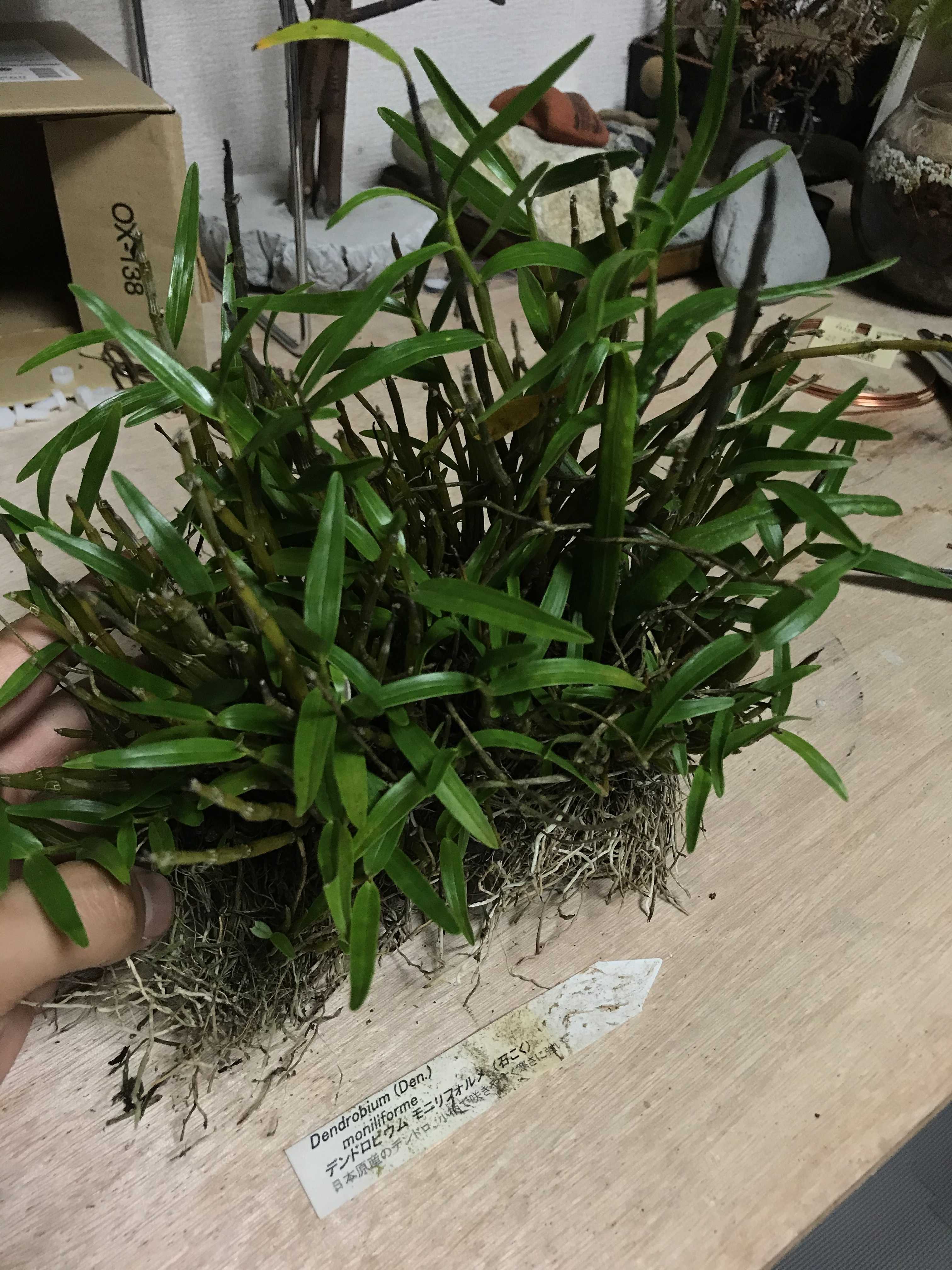 欄の流木着生に挑戦 着生方法を紹介します。 | 植物製造所