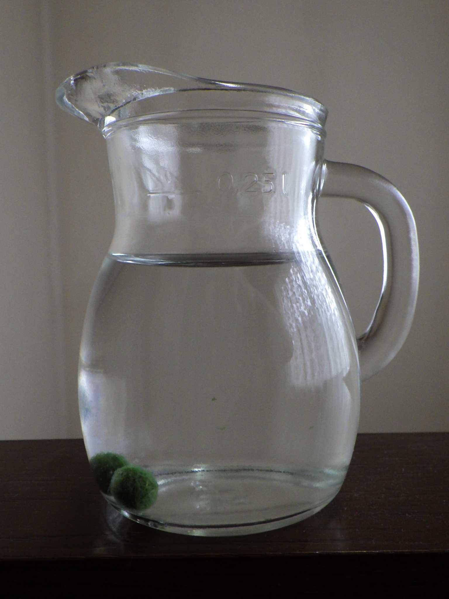 まりもを購入して一年経ちました バラを咲かせることが好き 楽天ブログ