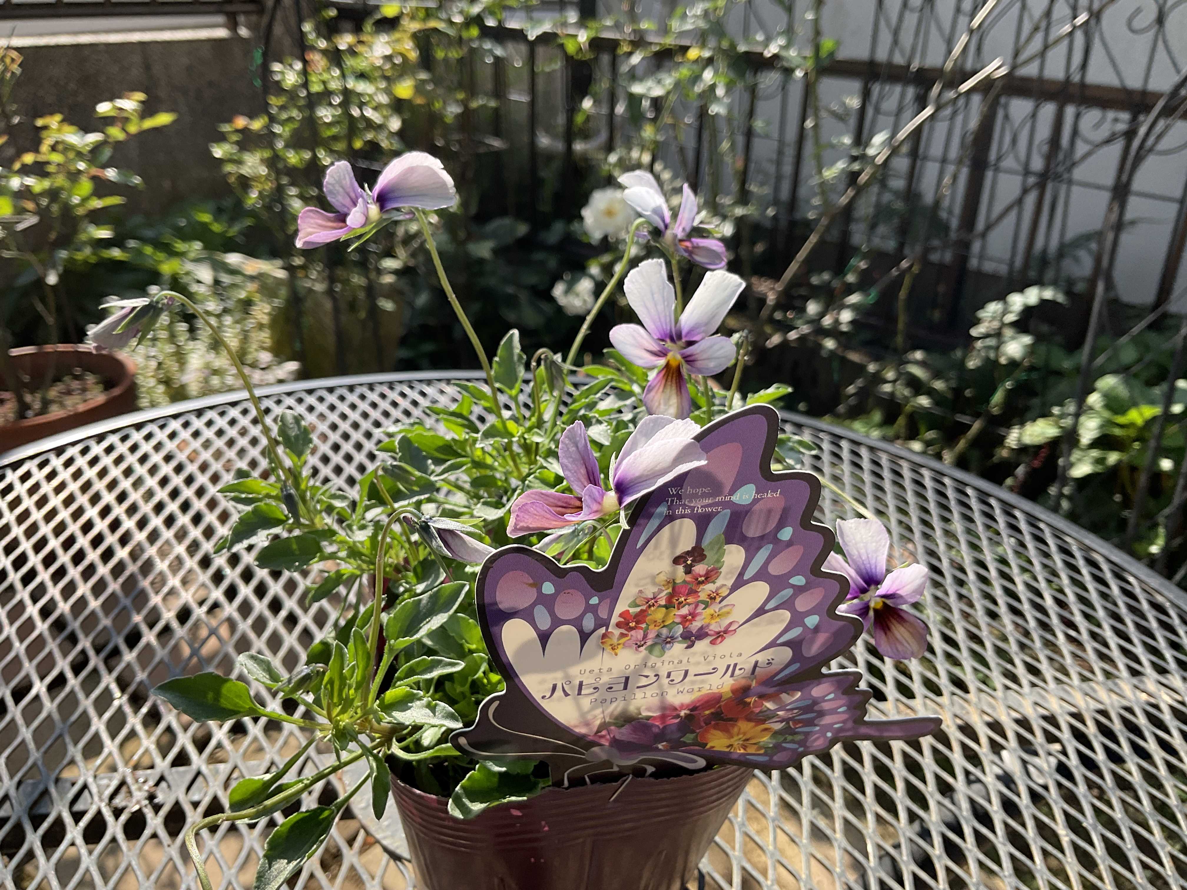 今年も出会えました♡パピヨンワールド | 花カホル - 楽天ブログ