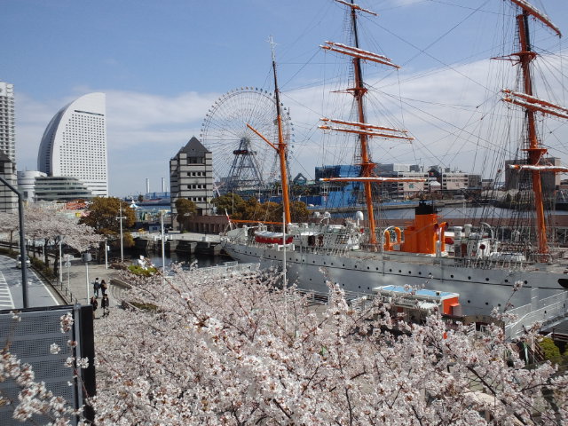 みなとみらい桜3