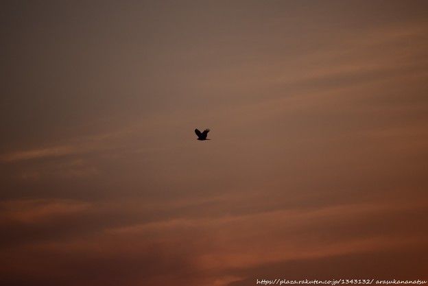 オックスフォード研究責任者、年末までのワクチン開発に楽観的だと語る