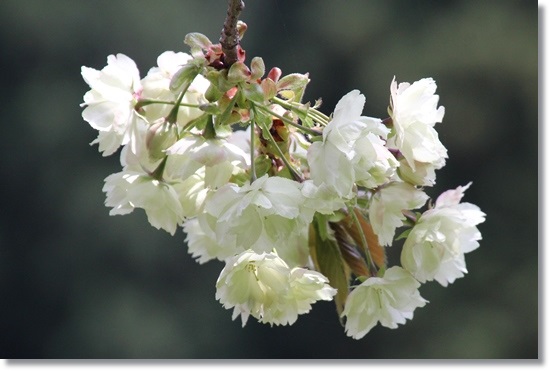 パーク獅子吼-9 鬱金-3 15.4.22