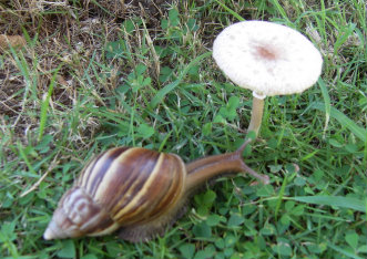 kinokata.jpg