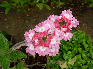 P1060853ss.jpg