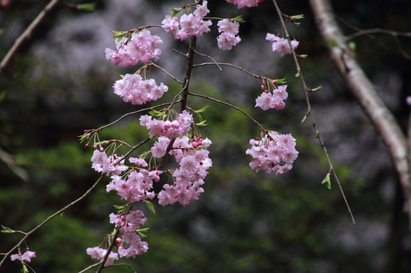 亀山公園_009八重サクラ.jpg