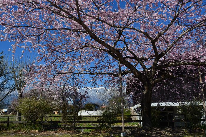 百楽桜・田淵行男記念館 | フォト安次郎・安らぎの風景 - 楽天ブログ