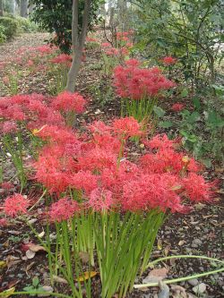 10.6 akai  higannbana.jpg