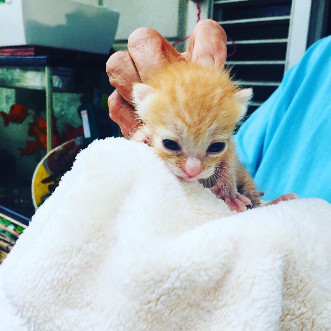 19年06月23日の記事 まったりひだまり 楽天ブログ