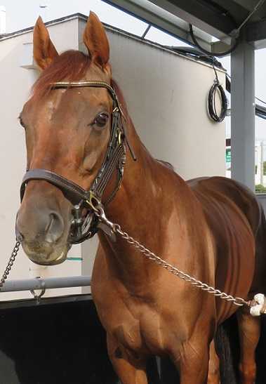 １週間の出来事 地方競馬の楽天競馬 日替わりライターブログ 楽天ブログ