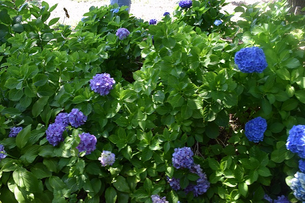 沿線の紫陽花