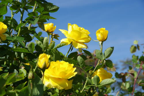 生田緑地ばら苑の秋薔薇