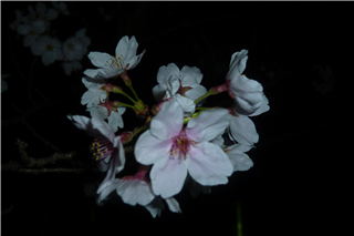 P1020057.png