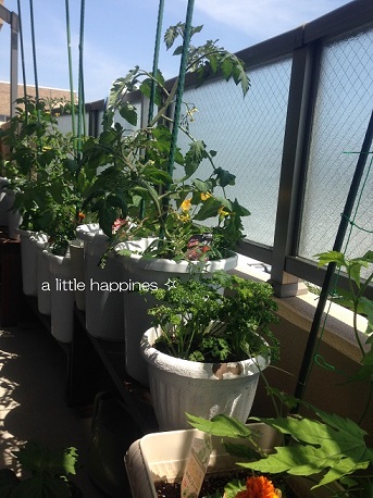 携帯写真 241.jpg