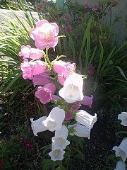 conv0600.JPG