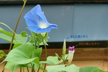 アサガオ/morning glory