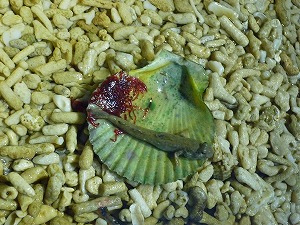 20141129(5).jpg