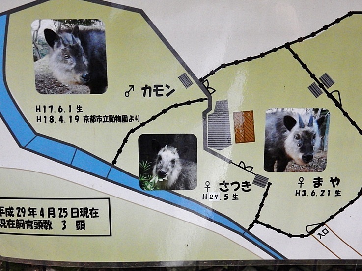 カモシカ園 部屋割り.JPG